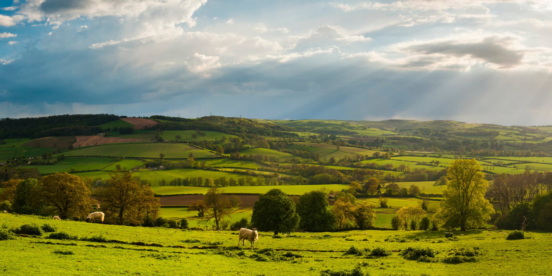 Sheep grazing across sunlit rolling fields in the Cotswolds