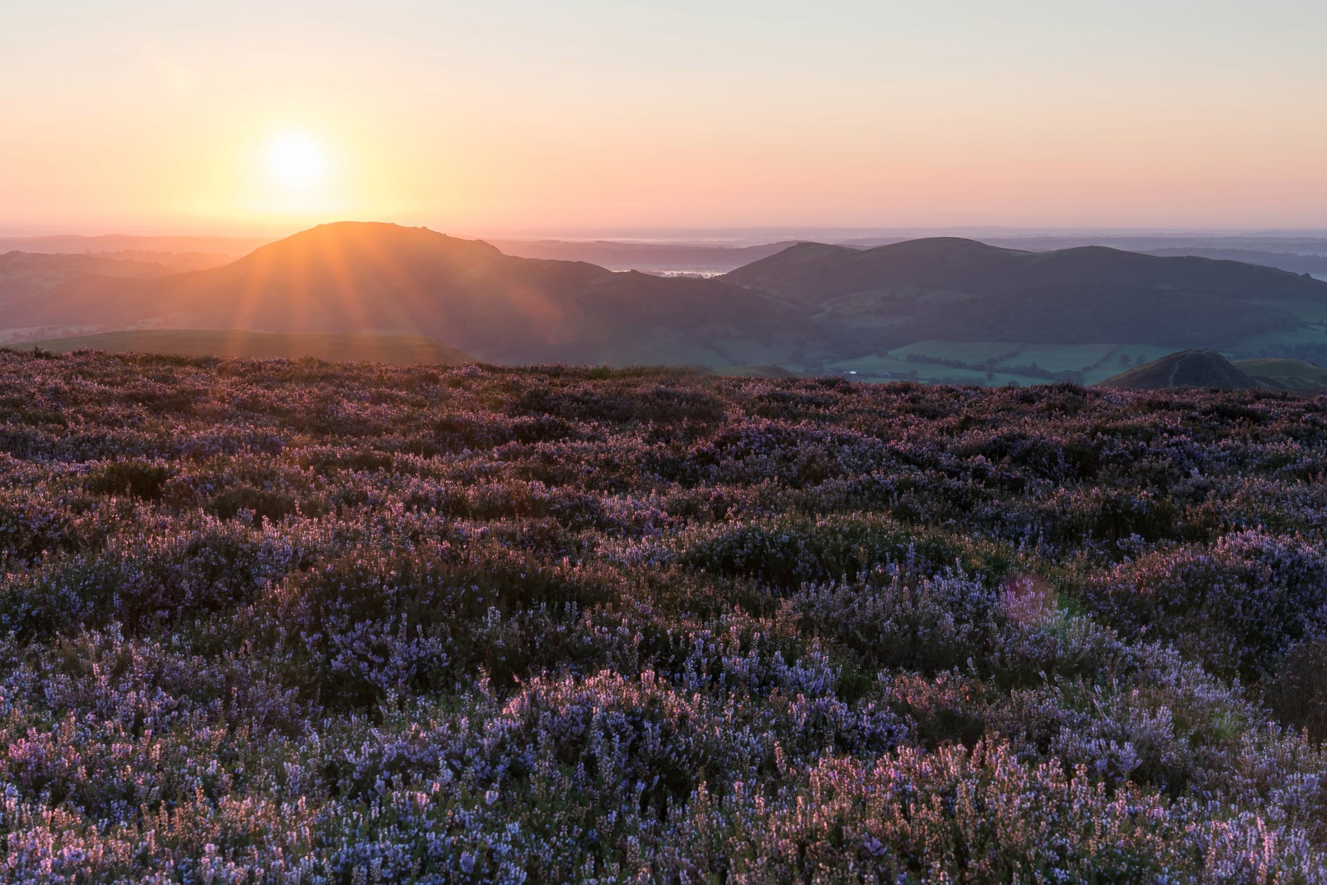Sunrise over the Long Mynd and heather-covered hills in Shropshire